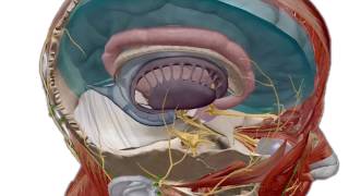 [PROMO] Human Anatomy Atlas 2018 Edition | Visible Body screenshot 3