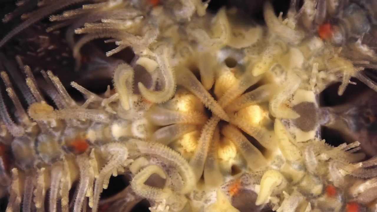 Brittle star oral view YouTube
