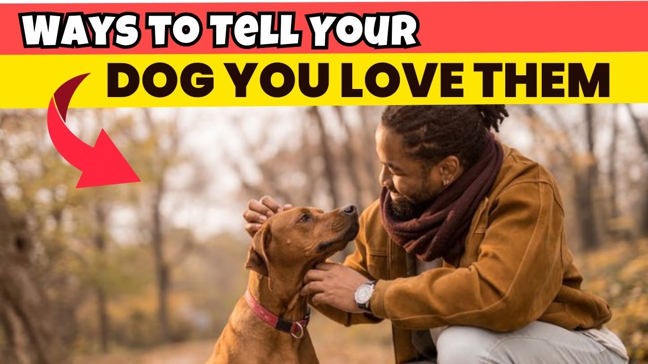15 Smart Ways to Tell Your Dog You Love Them - YouTube