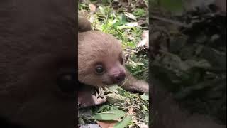 Baby Sloth Sounds For Children Kids | Animal Sounds | Sons Do Bicho-Preguiça Para Crianças #shorts