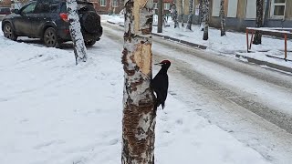 Черный дятел (желна в городе Иркутске)