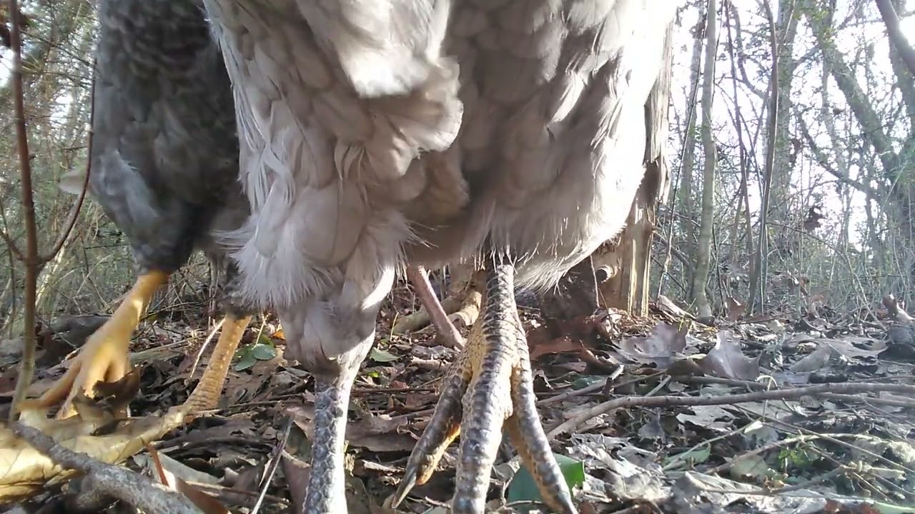 Do not go gentle into that good night.