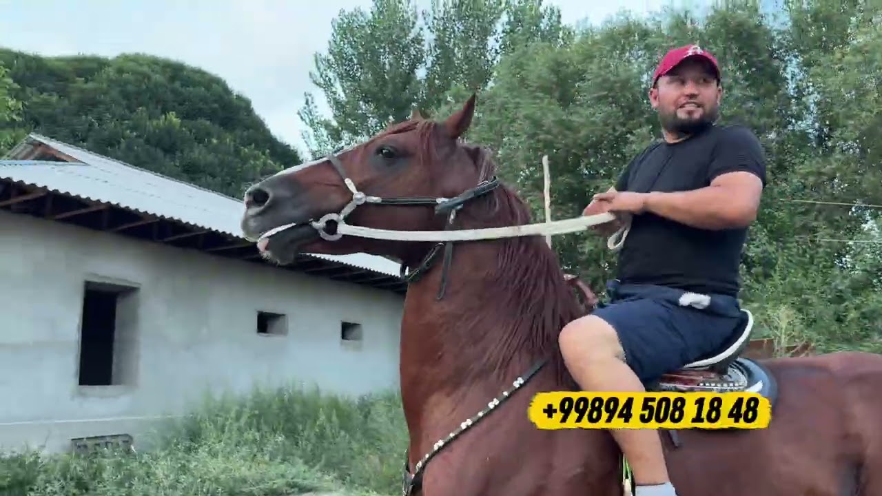 CHECHEN OT GOʻZALLIGINI KOʻRING...#horse #uzbekistan #rek 