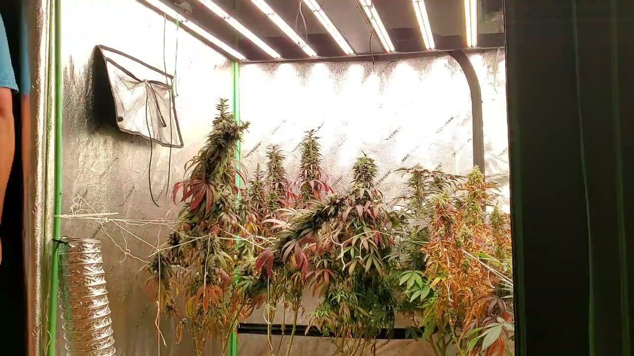 metal haze f3 by bodhi seeds