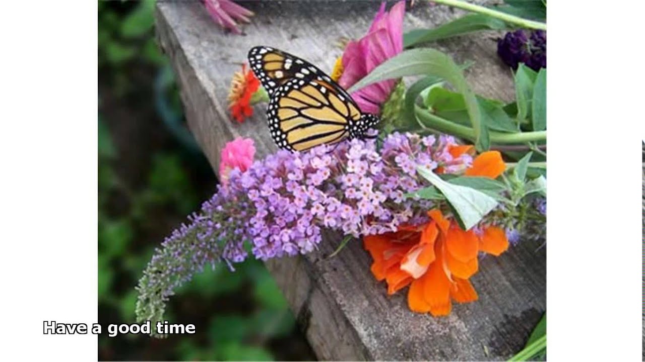 butterfly habitats YouTube