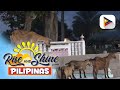 Mga kambing, naghahari sa mga lansangan ng Bongao, Tawi-Tawi