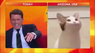 Reporter laughs at Cat