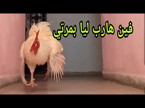 خطفت ليه مراتوو هههه مسعود حمق
