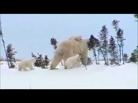 Медведица и 3 медвежонка