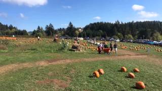 Pumpkin patch tractor barrel train ride time lapse