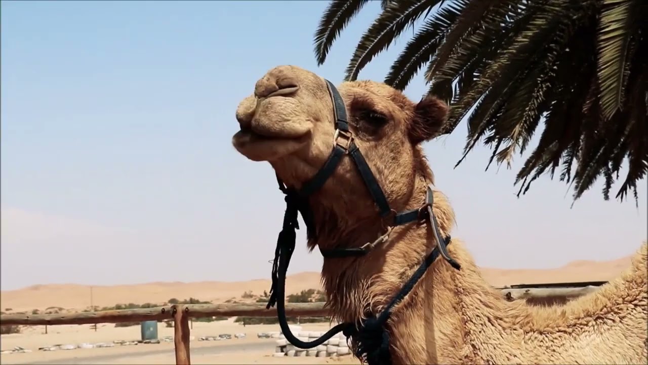 Crove Budapest Panorama Building Sunset Lake Landscape Ocean Sea Beach Splash Dark Swing