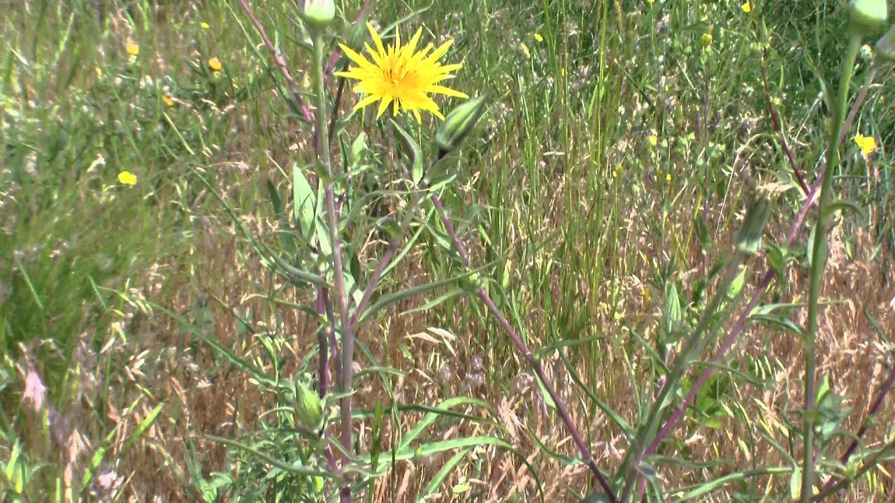 köprücükköyü-rıza-6