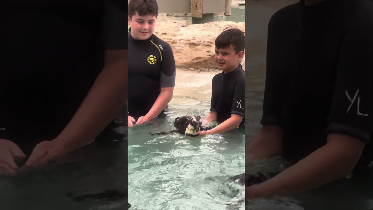 How far will you go to Swim with Penguins in Kansas 