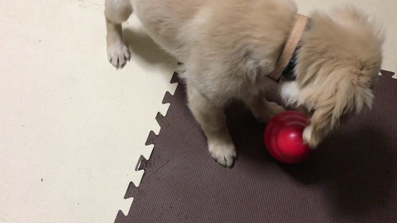 登場 コングワブラー Shipsctc Org