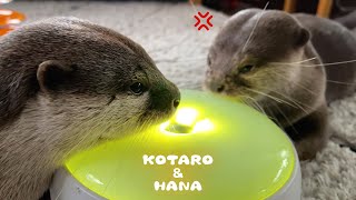 めちゃくちゃ睨まれてるカワウソが取った行動　Intense Otter Stare Down