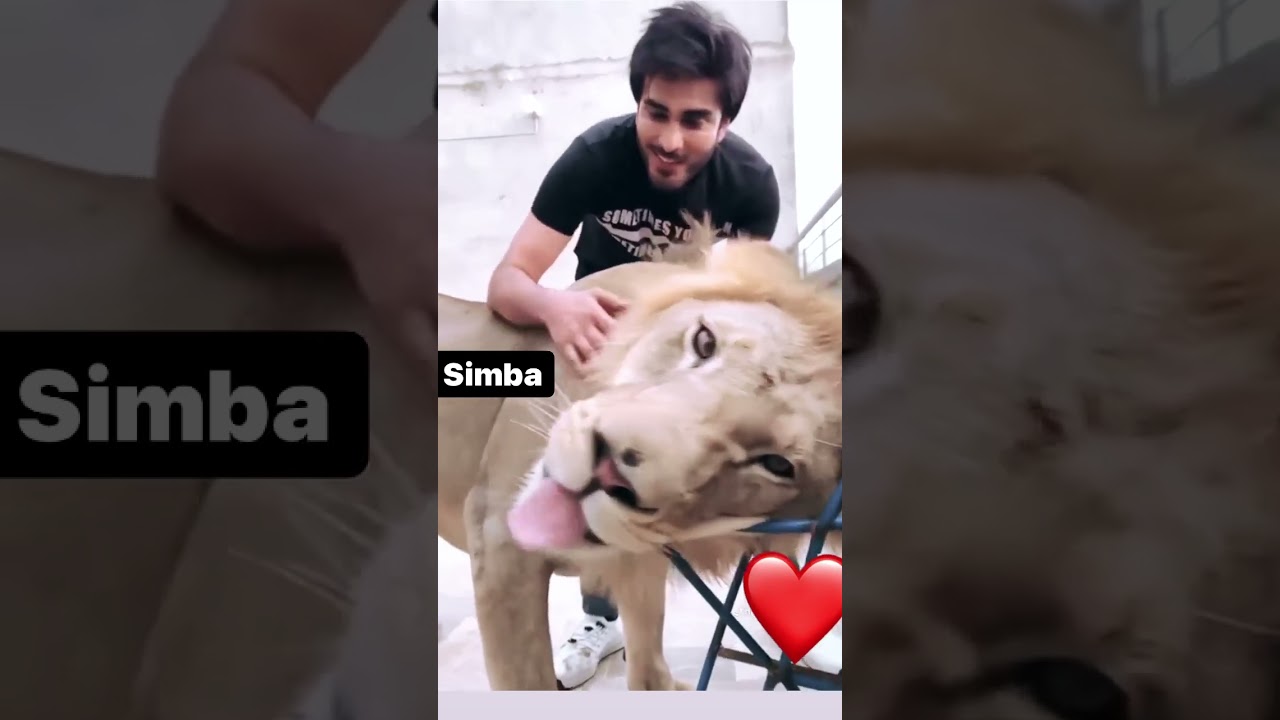 Imran Abbas With Lion 😱