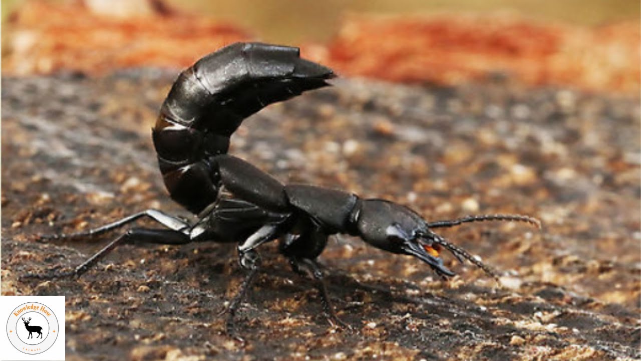 Devil's Coach Horse Beetle: The Prowling Beetle