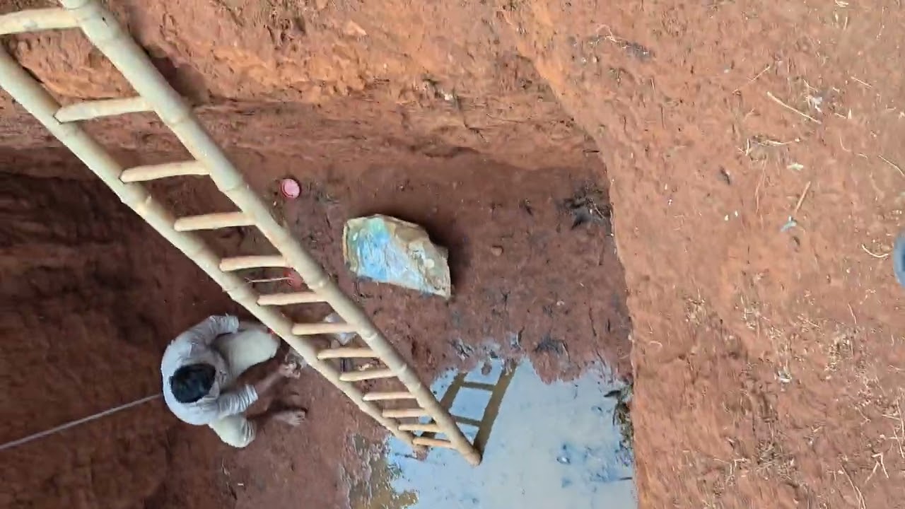 Big monster cobra snake catchin