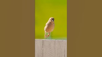 Java Sparrows 🤩 || Beautiful Bird ASMR 🥰 #cute #beautiful #baby #birds #nature #asmr #shorts