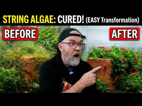 Algae Removal 2019