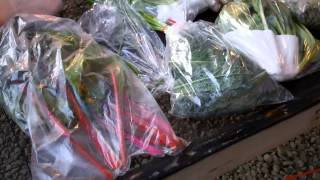 Week 2 of Edible Earth Farm's CSA June, 2013