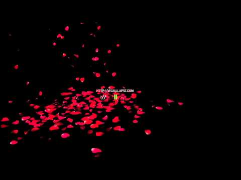HD Rose Petals Falling Royalty Free Stock Video Clip