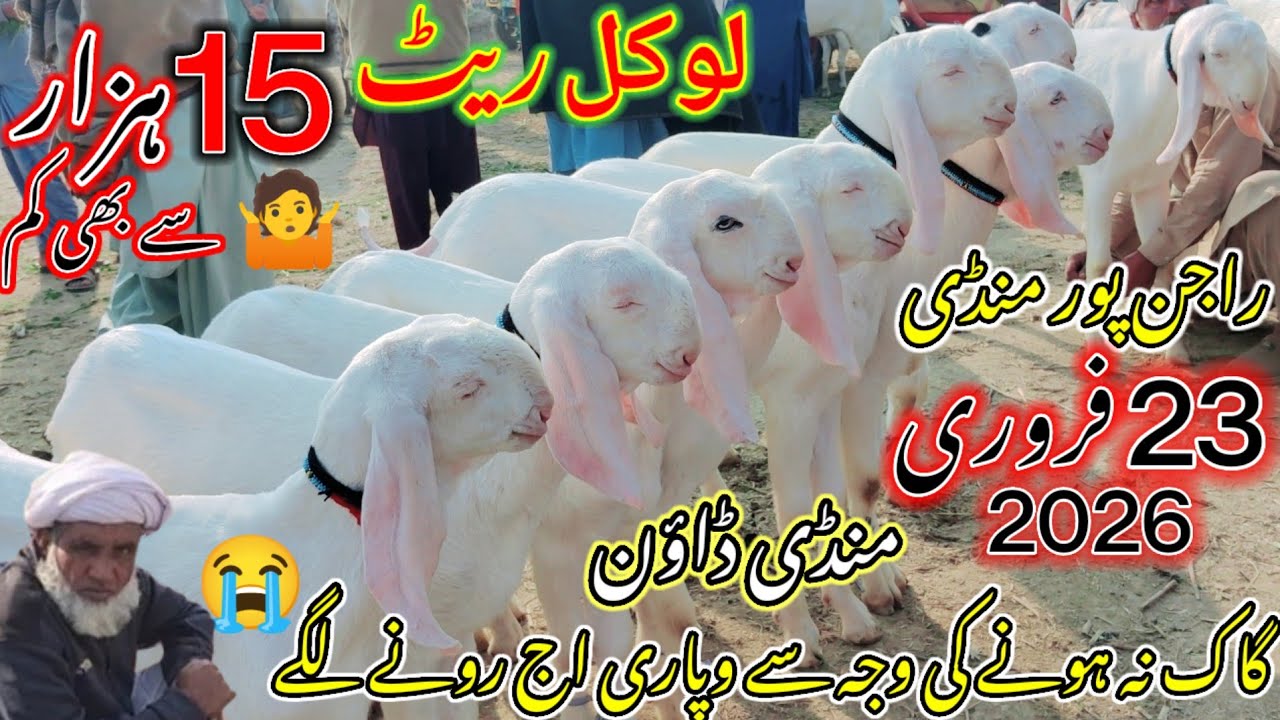 February 23, 2026 Asia Ki Sab se Badi Bakra Mandi Rajanpur  پنجاب کی انٹرنیشنل بکرا منڈی وزٹ 
