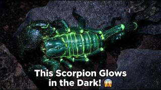 This Scorpion Glows in the Dark! 😱