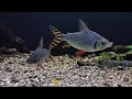 aquascape Natural #viral #aquarium #aquascape #bonsai #hardscape