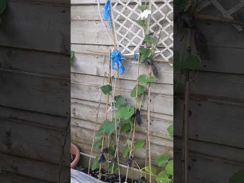 #bottlegourd #garden #gardening #viralvideo #shortvideo #thelovelyblog