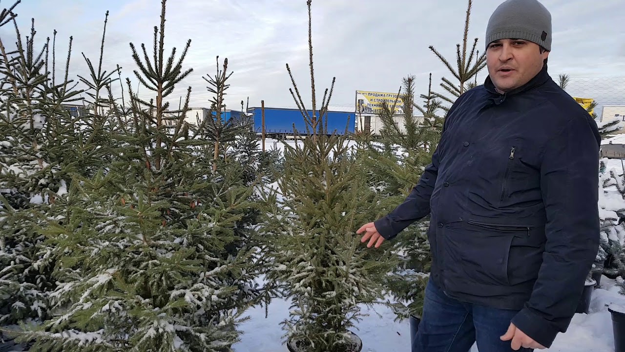 Ель канадская сизая. - YouTube