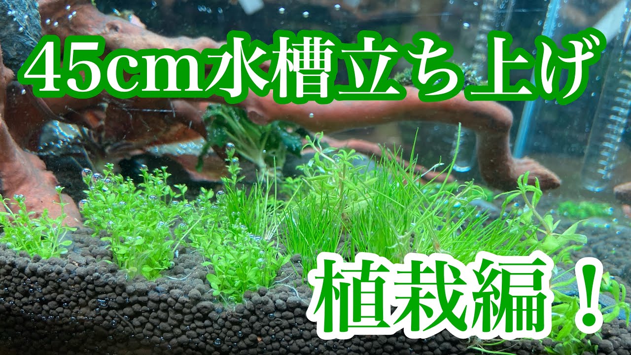45cm水槽立ち上げ動画・水草植栽編！ - YouTube