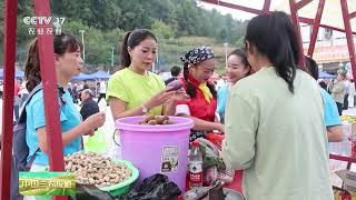 [中国三农报道]乡游·贵州绥阳 小猪撒欢跑 南瓜接力欢乐多 趣味运动会开赛 | 农业致富经 Agriculture And Farming