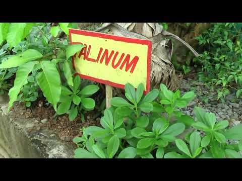 BINAYOYO ELEM SCHOOL MRF SCHOOL FACILITIES (Yes to Green Video 2017)