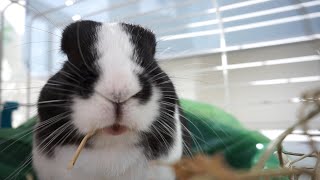 กระต่ายกินหญ้าแห้ง♥