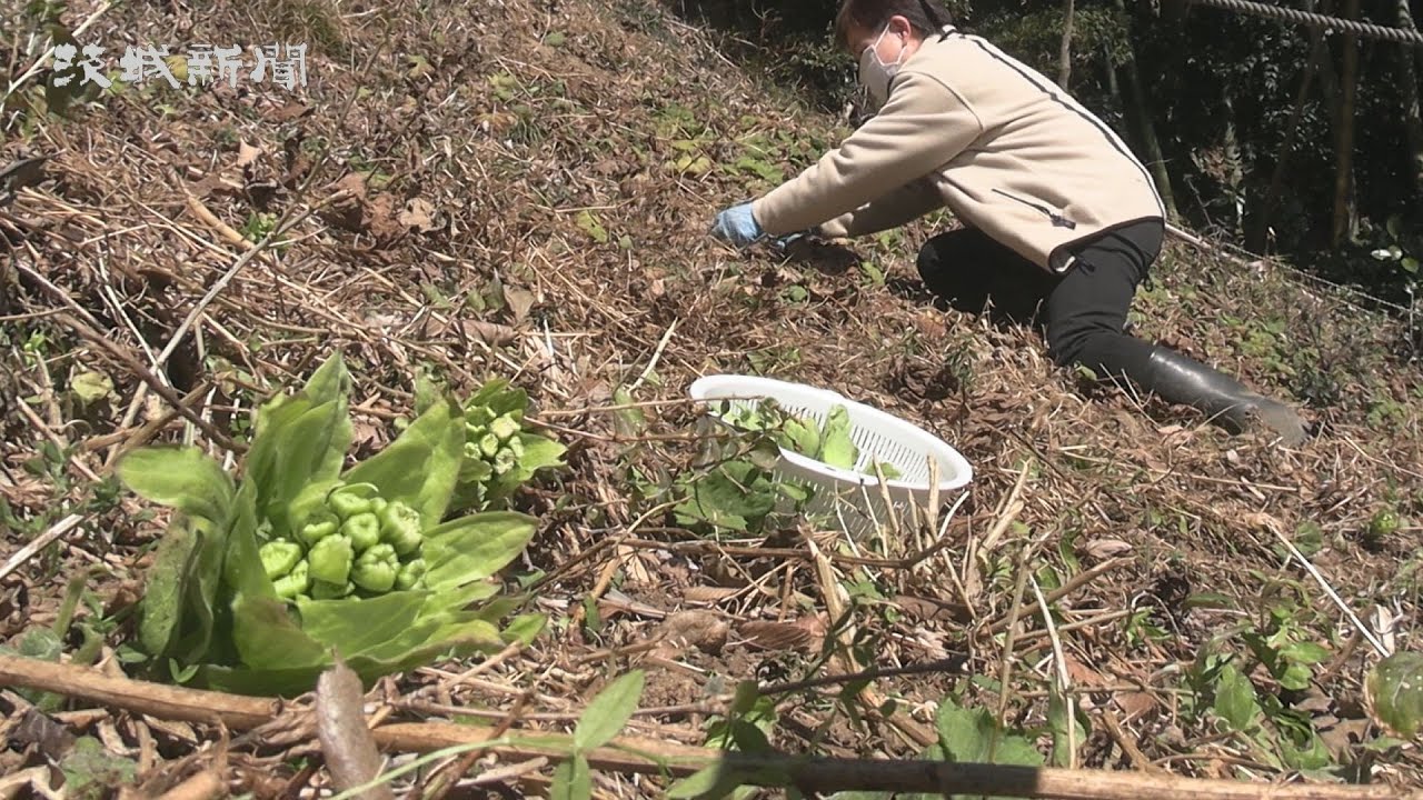 フキノトウ 春の訪れを告げる かすみがうら - YouTube