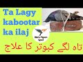 Ta lagy kabootar ka ilaj  by bilals pigeon sport