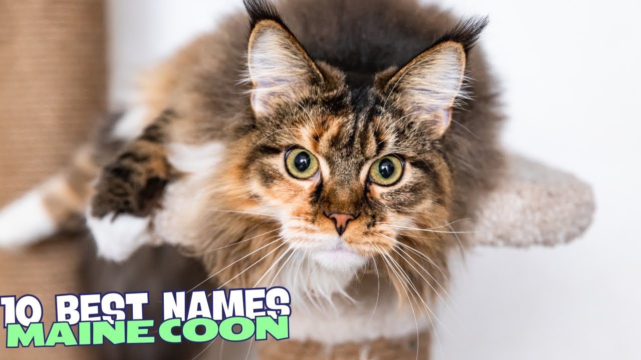10 Best Names for Maine Coon Cats 🐾