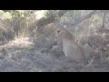 Hyenas Stealing Food from Lions