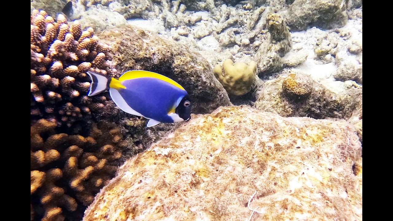 Malediven, Kuredu Island Fische (Video)