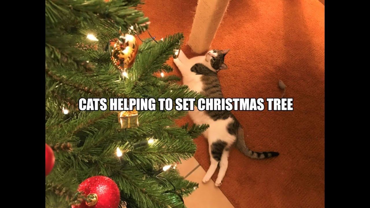 Cats helping to set the christmas tree...😸😸😸