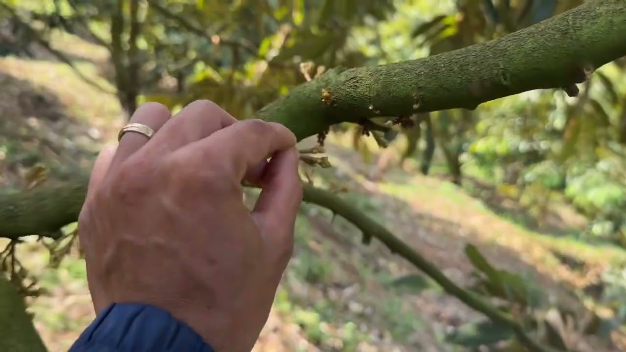 06/02/2026-THỜI TIẾT, ĐỌT LÁ, LỲ BÔNG - BÔNG RA KHÔNH ĐỒNG ĐỀU