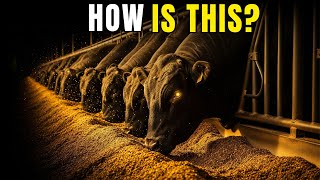 Feedlot Cattle Finishing: How to Fatten 1000 Head in 110 Days (Complete Ration Breakdown)