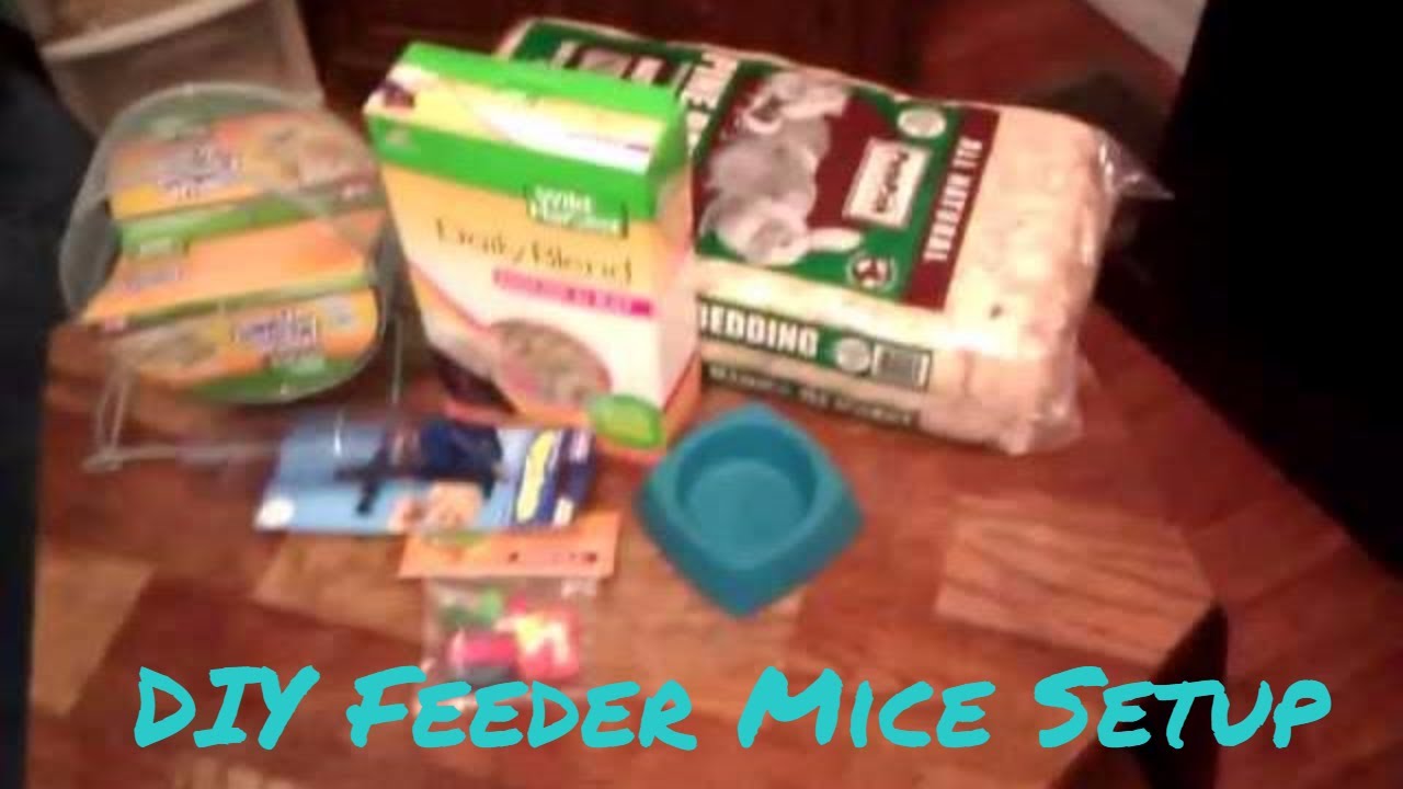 Unboxing of new feeder mice part one
