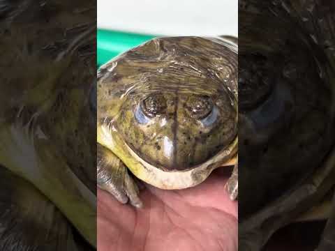 พี่เบิ้มจำศีลทุกปี #frog #africanbullfrog #สัตว์เลี้ยง #shortvideo
