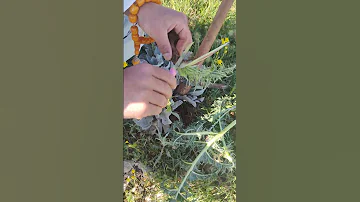 KENGER KENKER Çakır Dikeni çengel Otu Henger Kalağan Kengi Otu Kepre Kingar Sakız Otu 