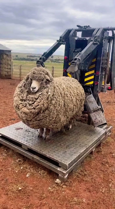 Shearing 5 Years of Wool in 5 Seconds 🐑 #shorts