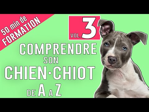 Vidéo: Voici ce que vous devez savoir pour garder votre chien en sécurité et heureux en cas de froid extrême