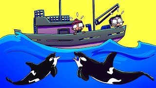 As Orcas Estão Atacando Barcos! Entenda O Motivo