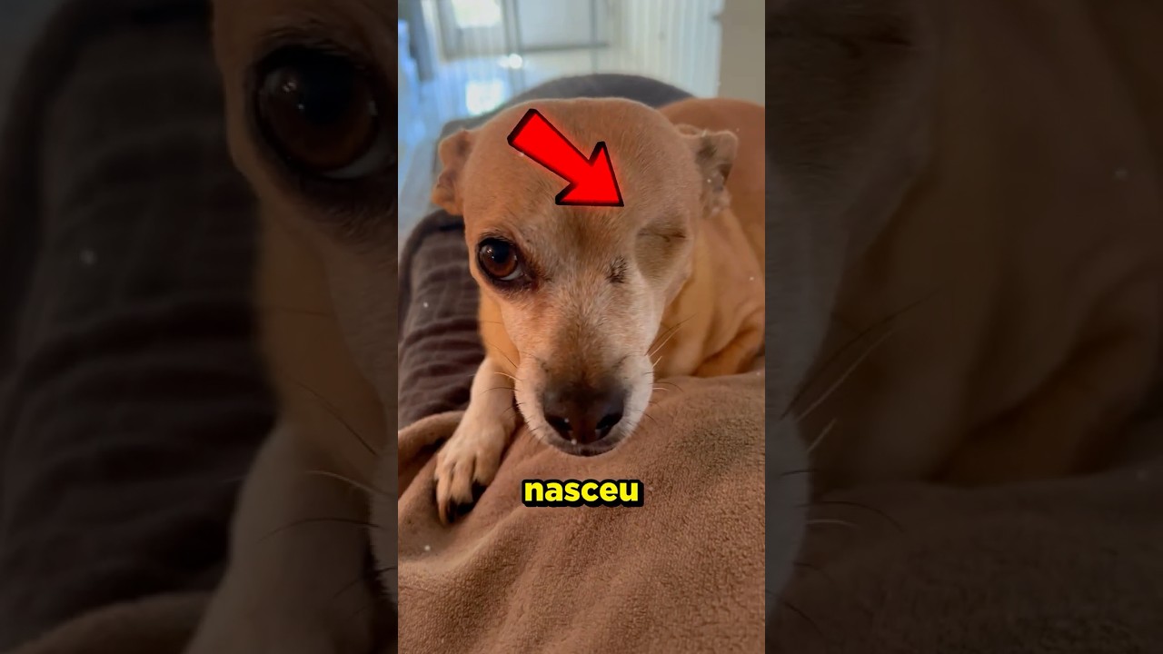 Ele nasceu com apenas um OLHO! #curioso #incrivel #interessante